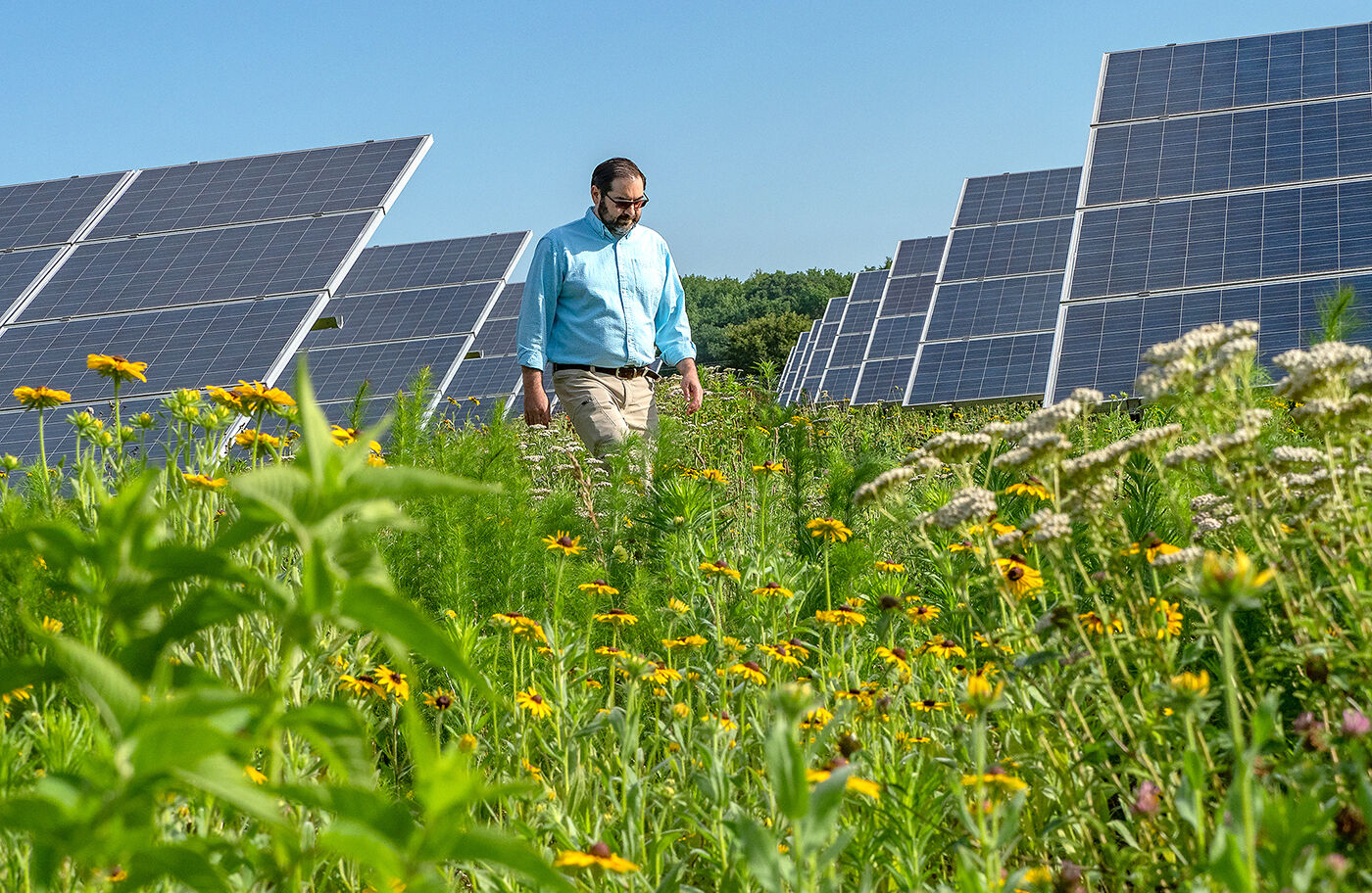 Pollinator garden by solar panels